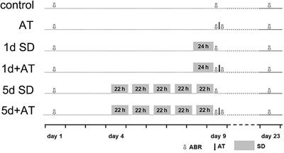 Sleep Deprivation Modifies Noise-Induced Cochlear Injury Related to the Stress Hormone and Autophagy in Female Mice